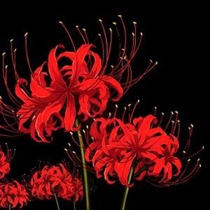 Meet your Posher, Celine